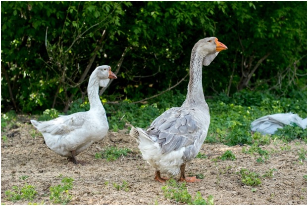 Best Method for Geese Control in Northern Virginia