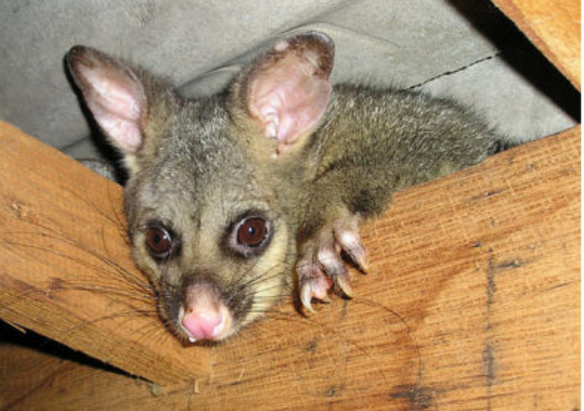 5 Ridiculously Simple Ways To Improve Your Local Possum Removal