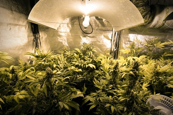 Marijuana Planting Tips: Reasons You Need Economical Grow Lights