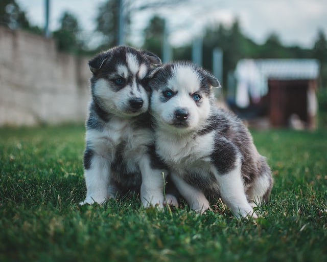 How much should you feed your Husky Puppy?