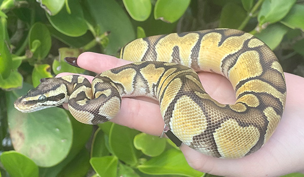 Can pet ball pythons love their owners?
