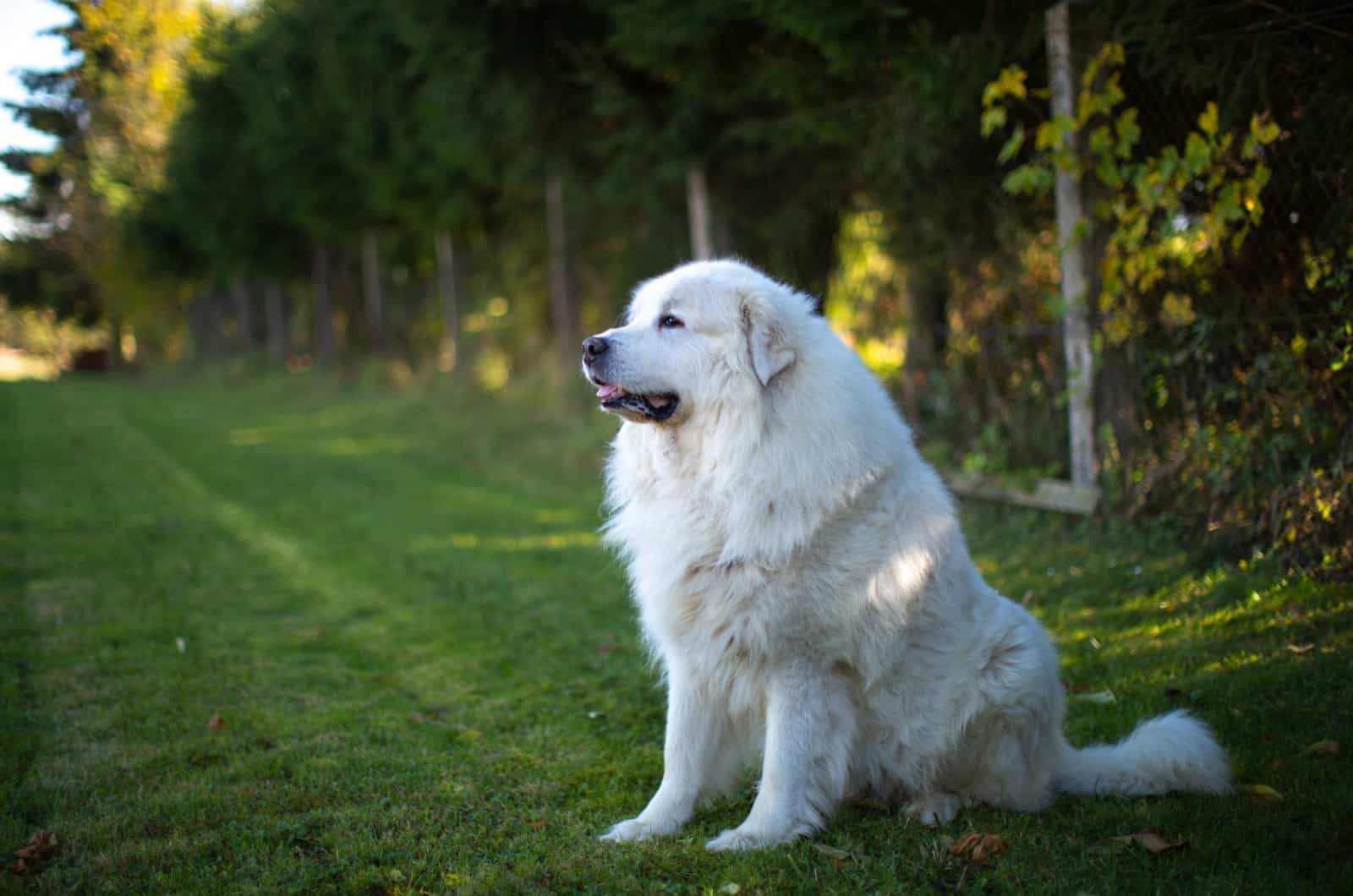 Great Pyrenees Nutrition Tips