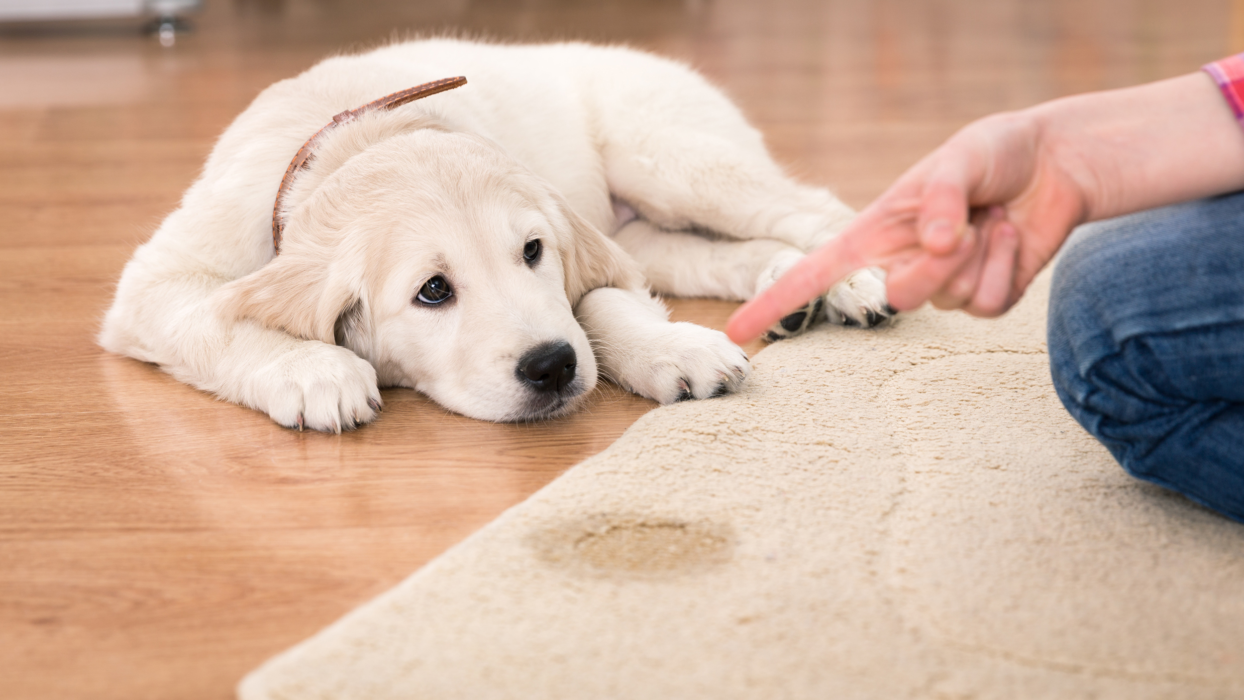How to Get Rid of Pet Urine Stains From the Carpet?
