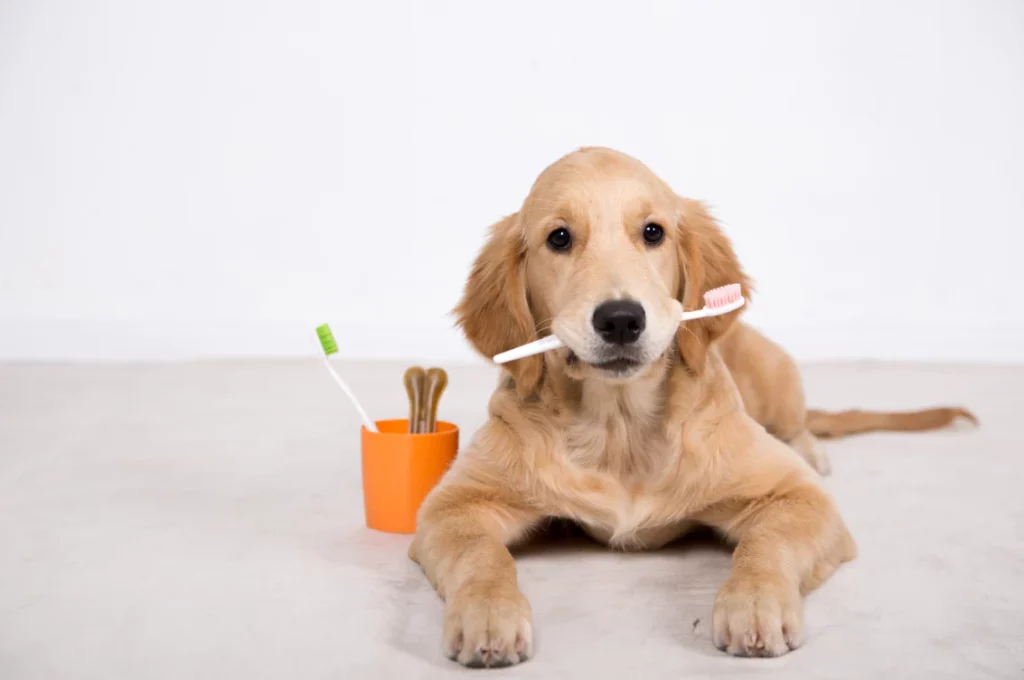 How to Get Rid of Stinky Dog Breath Fast