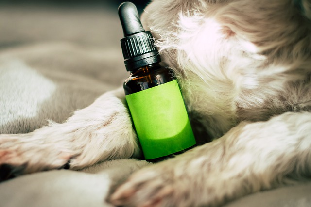 CBD for Dogs with Seizures – How Does It Stop Seizures?