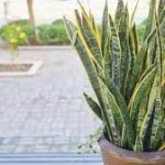 Types of Tall Succulents & Best Type for Each Use