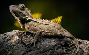 From Enclosures to Food: All You Need in One Online Reptile Supplies Store