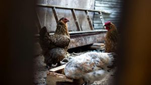 The Ultimate Guide to Choosing the Right Chicken Feeder and Waterer for Your Flock