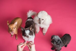 6 DIY Dog Playhouse Ideas for Every Budget