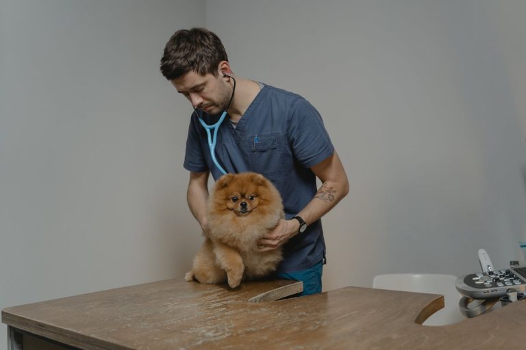 Why Animal Hospitals Are Trusted For Pediatric Pet Care