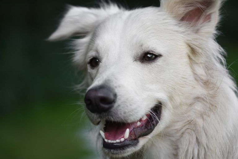 How Pet Dental Care Prevents Systemic Illness