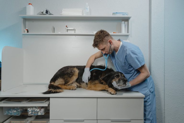 Dental Care For Pets