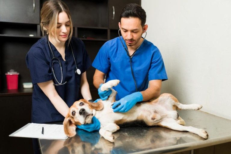The Role Of Animal Hospitals In Monitoring Weight Management