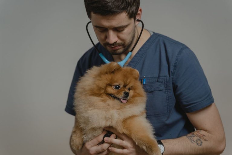 5 Things To Expect From A Visit To A Pet Urgent Care Pet Urgent Care
