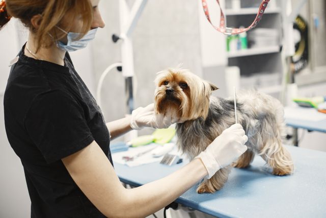 5 Benefits Of Routine Blood Work For Pets Of All Ages