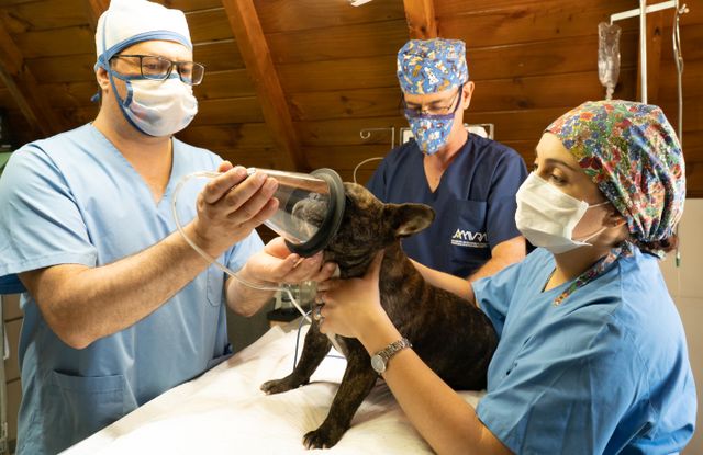 Why Pet Owners Rely On Animal Hospitals For Surgery