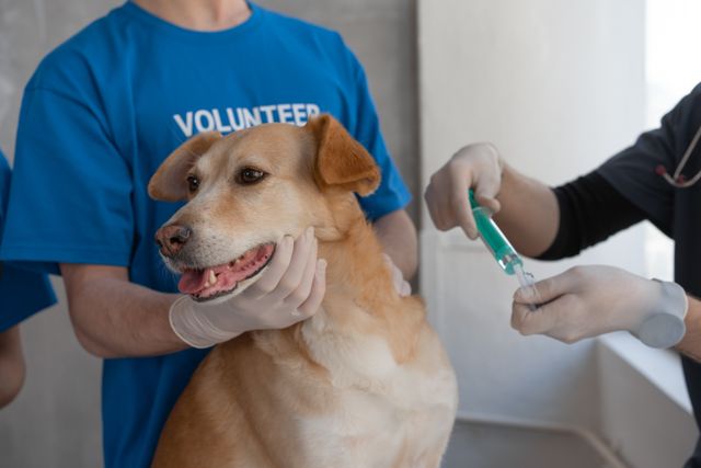Why Animal Hospitals Are Trusted For Pediatric Pet Care
