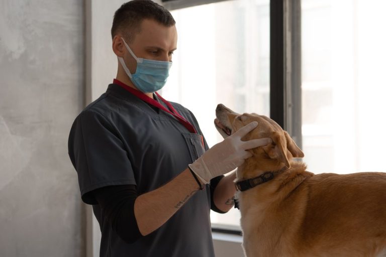 Pet Nutrition Counseling In Veterinary Care