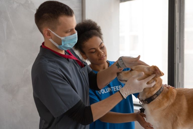 5 Things To Expect From A Visit To A Pet Urgent Care