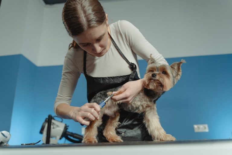 Why Blood Work Is Standard In Animal Hospitals