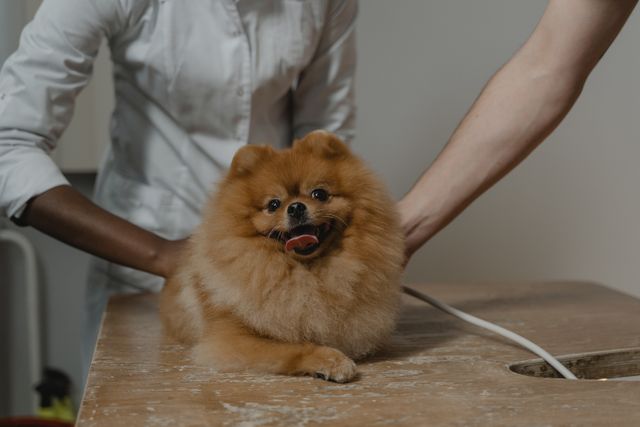 Parasite Prevention: A Key Part Of Veterinary Wellness Plans
