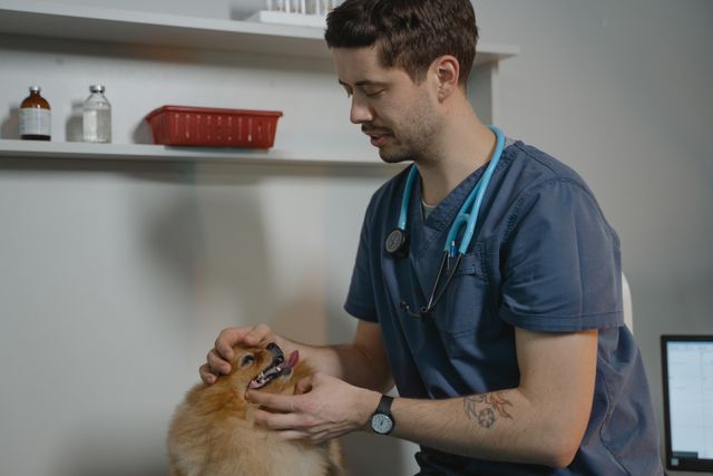 5 Common Myths About Veterinary Hospitals Debunked