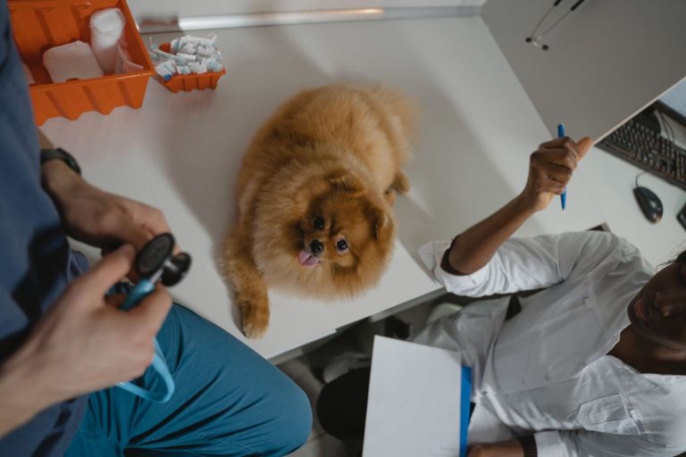 Parasite Prevention: A Key Part Of Veterinary Wellness Plans Veterinary Wellness Plans