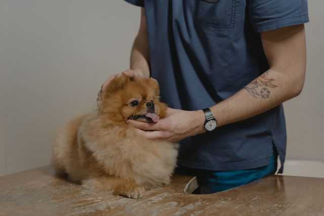 How Animal Hospitals Help Manage Parasite Prevention Programs Animal Hospitals