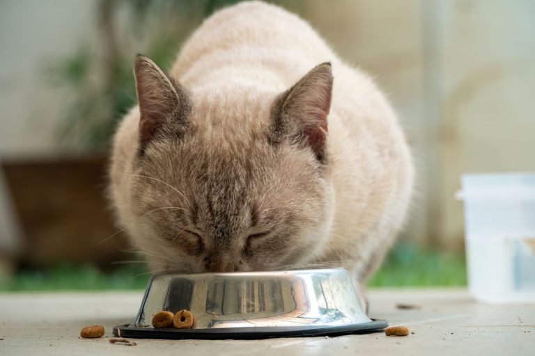 The Importance Of Pet Nutrition Counseling In Veterinary Care