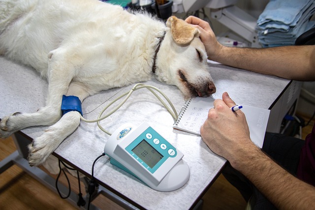 5 Essential Services Every Veterinary Hospital Provides Veterinary Hospital