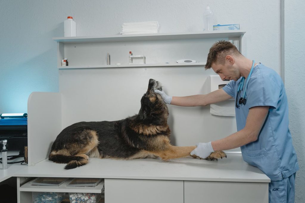 5 Services That Add Value to Veterinary Clinic Care