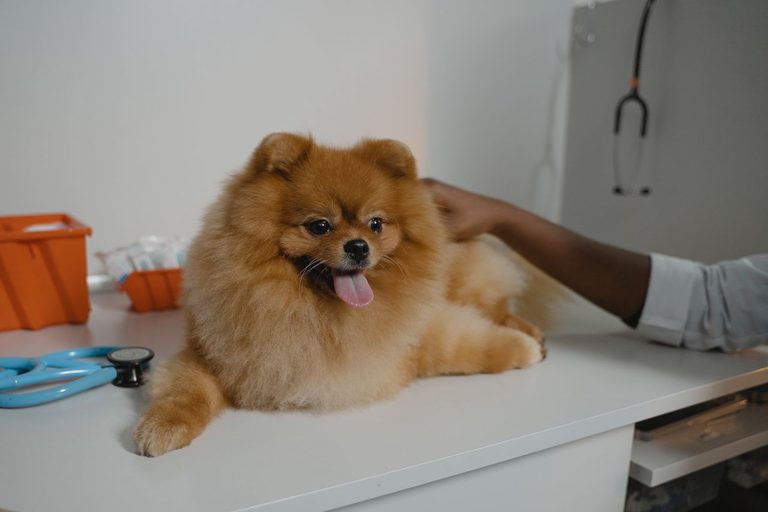 Animal Hospitals